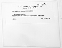 Allantoporthe decedens image